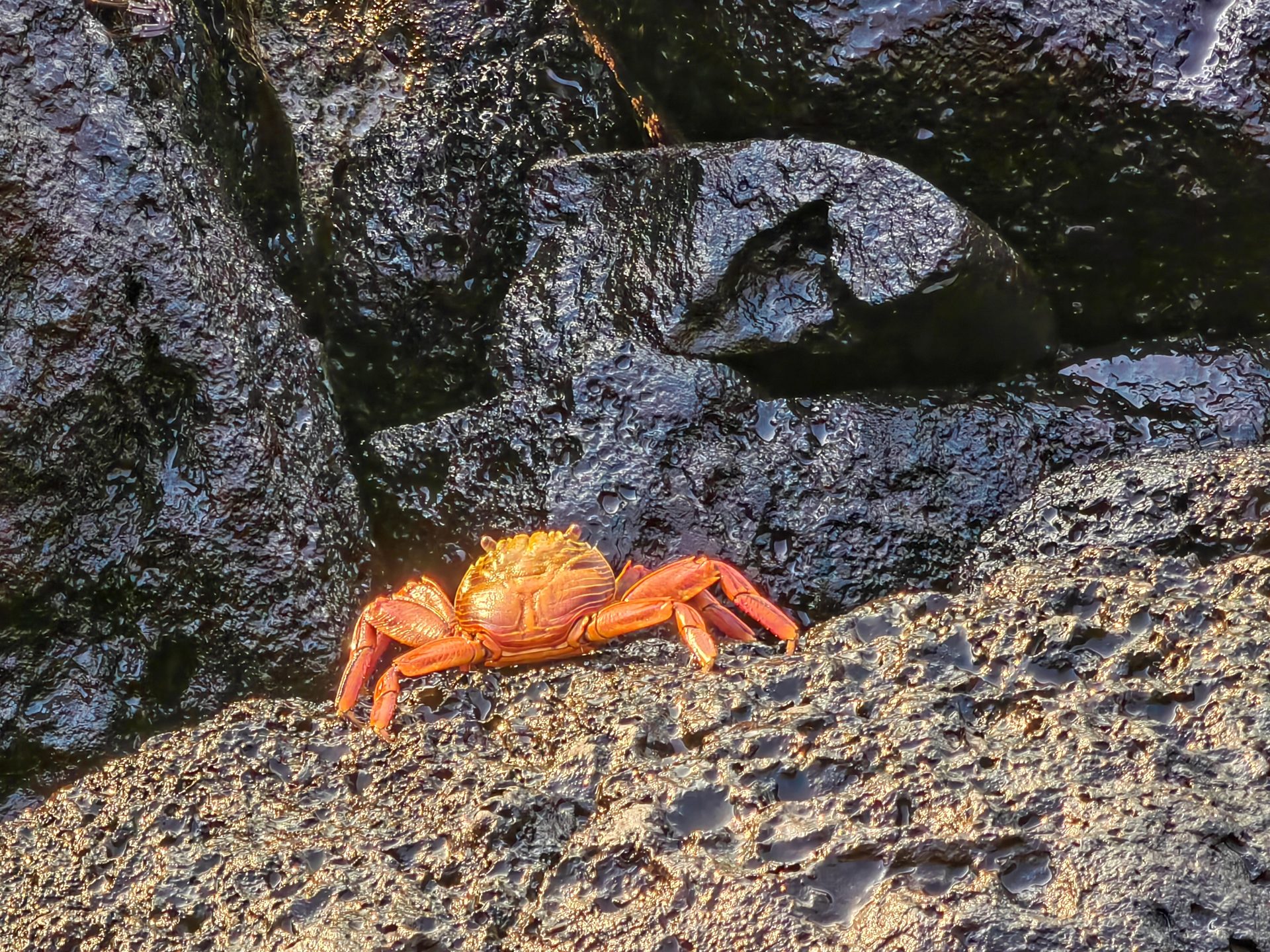 Галапагосы 2024 — фото 6