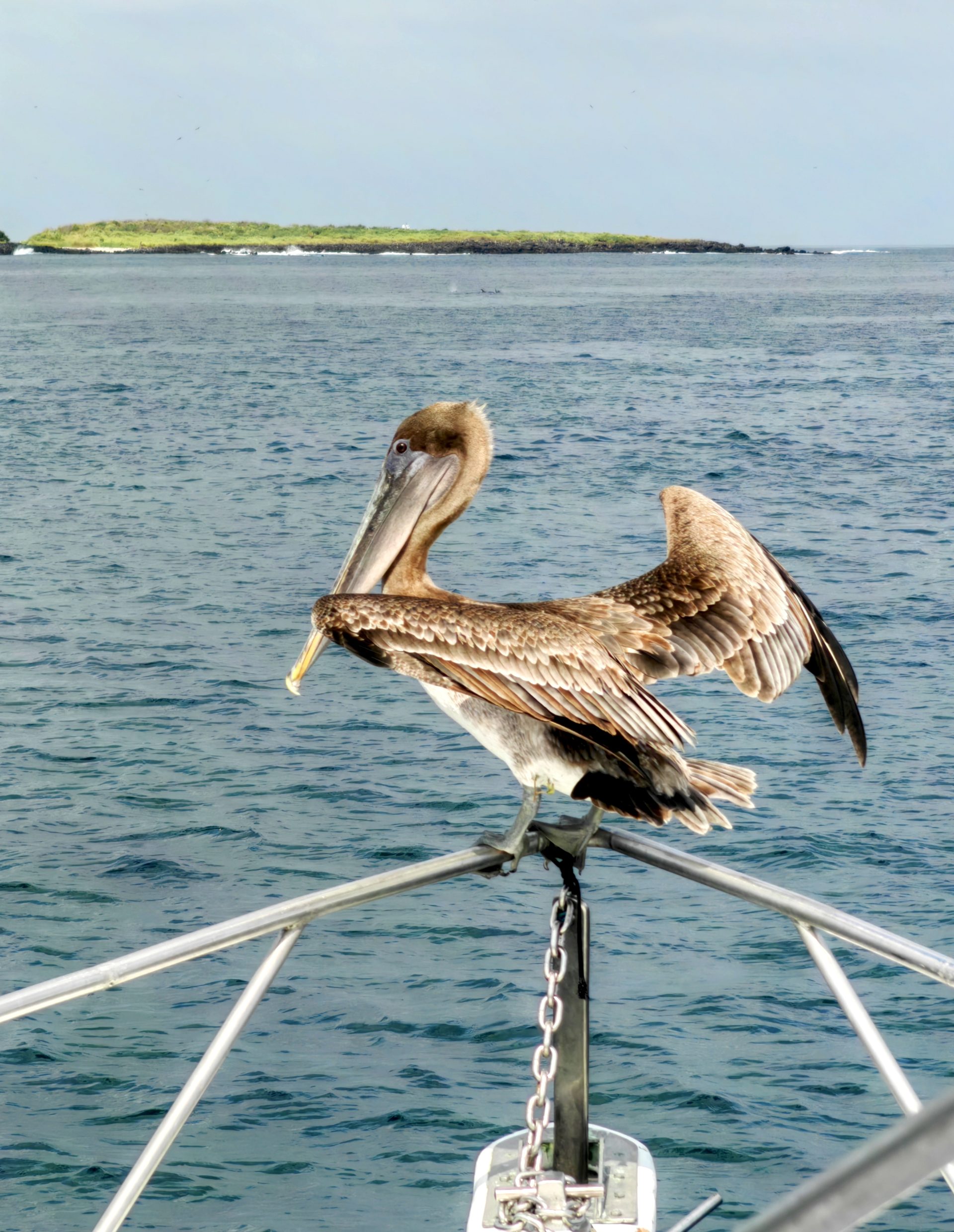 Галапагосы 2024 — фото 15