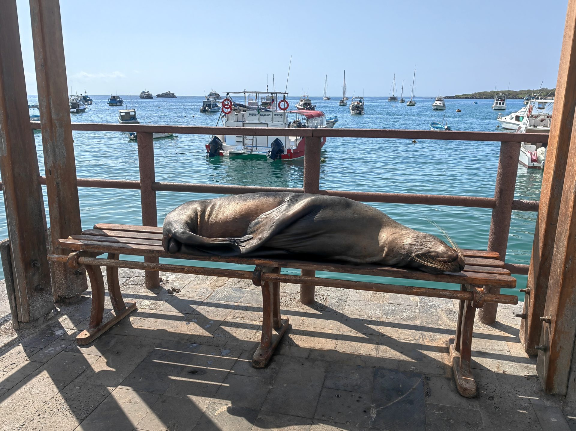 Галапагосы 2024 — фото 7