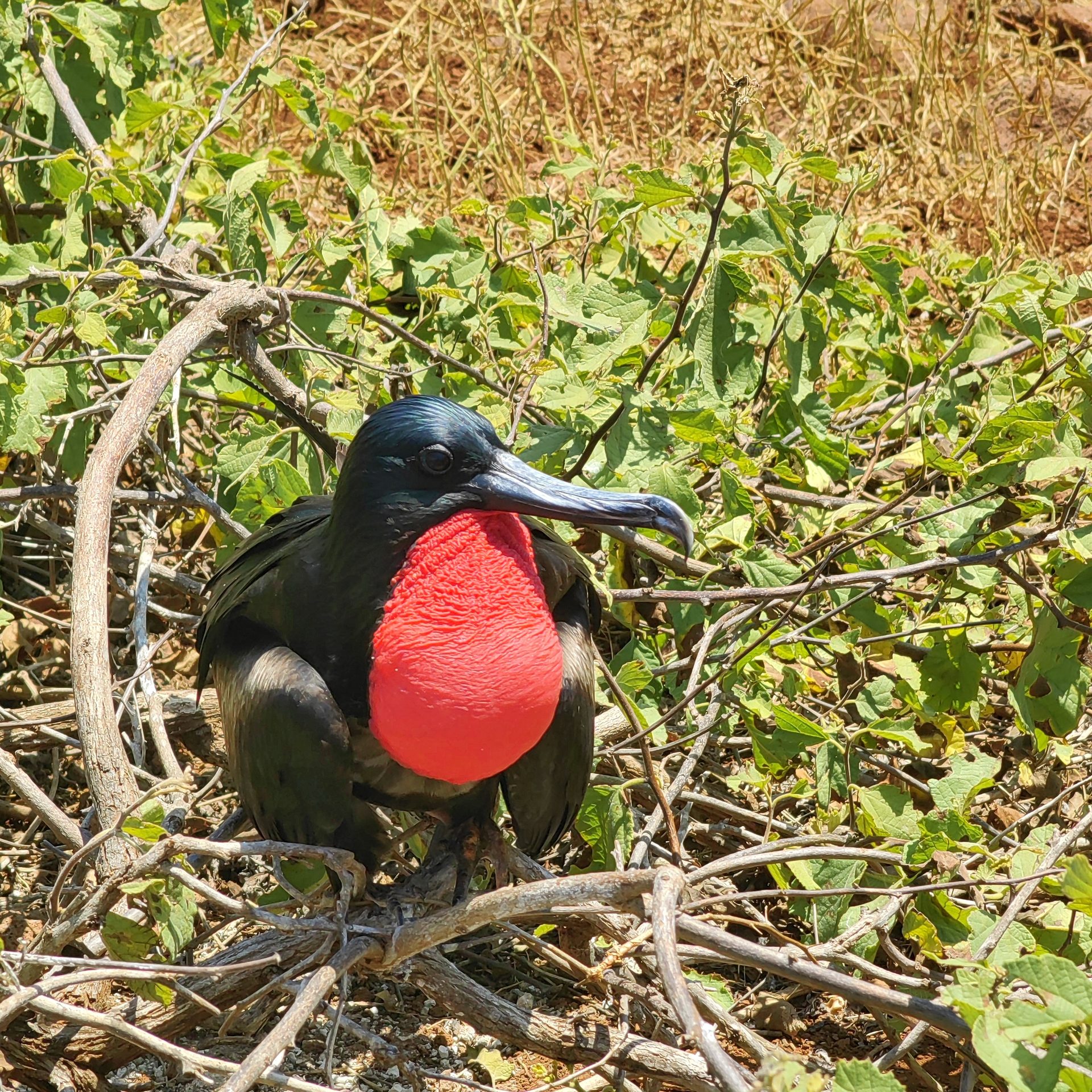 Галапагосы 2024 — фото 12