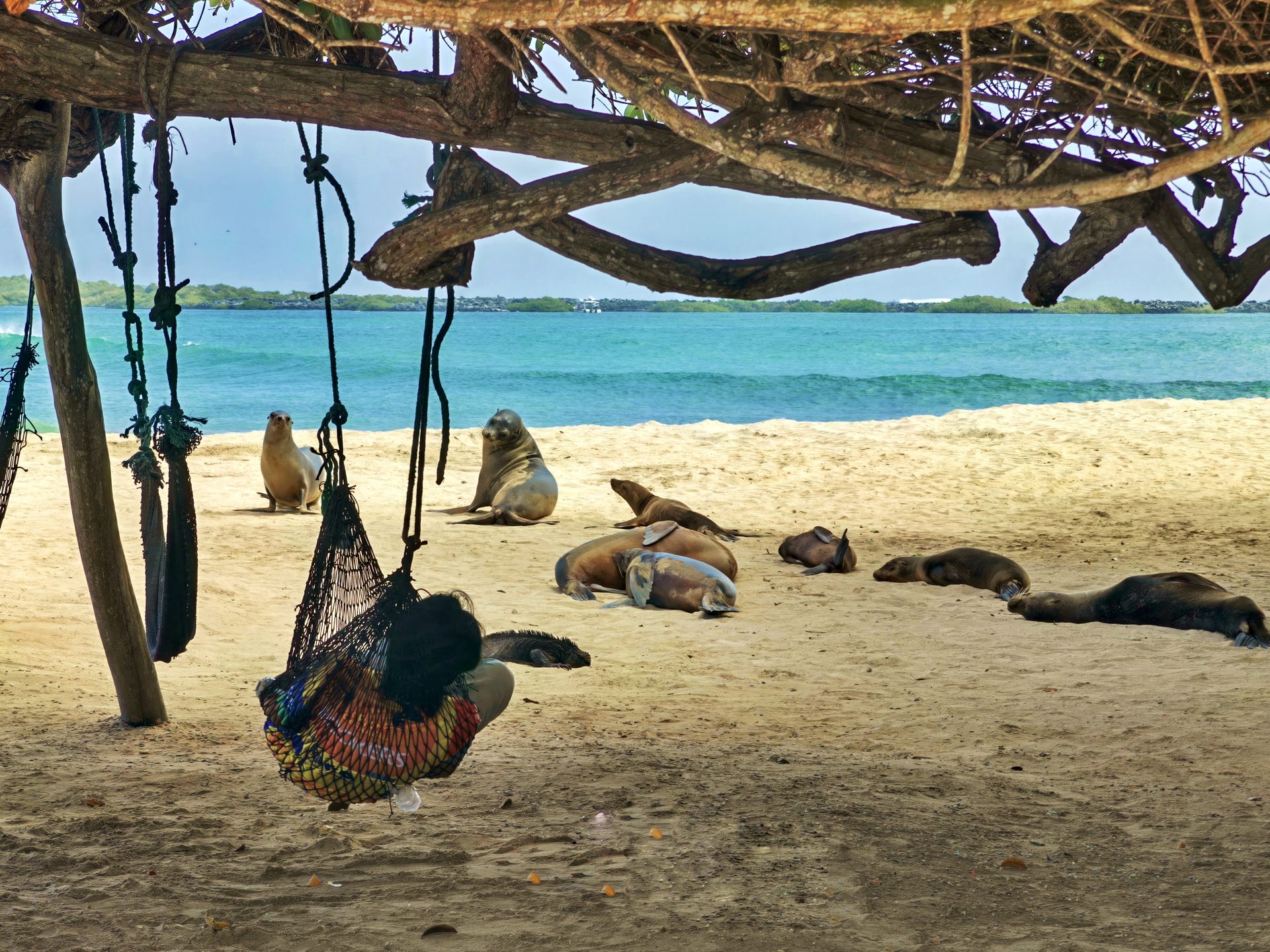 Галапагосы 2024 — фото 13
